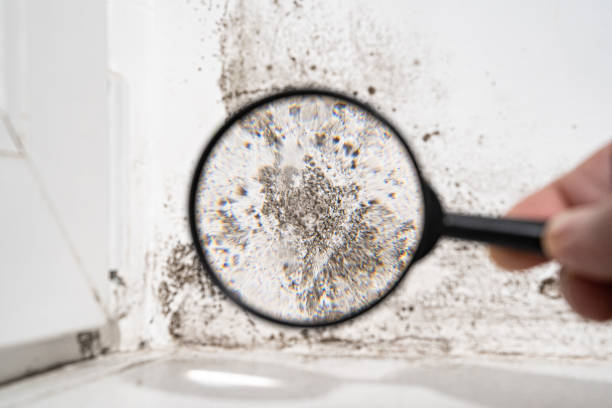 Best Mold Prevention Services  in Little Falls, NY