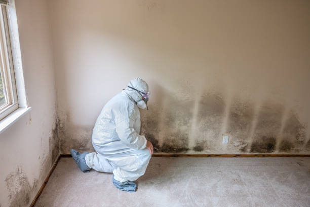 Mold Removal for HVAC Installations in Little Falls, NY